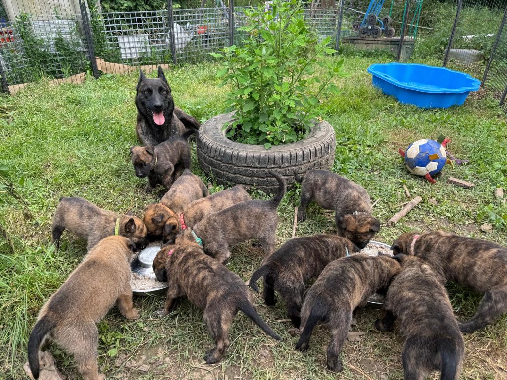 chiot Berger hollandais Des Gardiens Dattelange