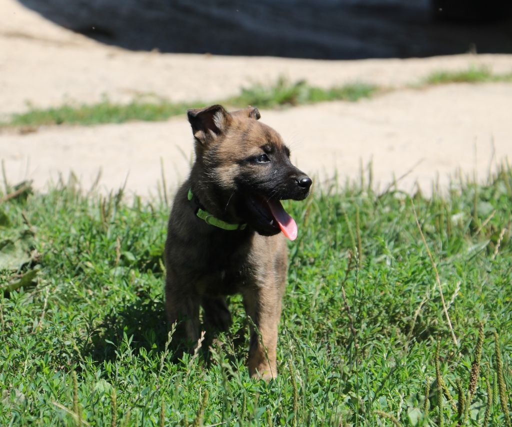 Des Gardiens Dattelange - Chiot disponible  - Berger hollandais