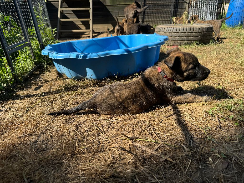 Des Gardiens Dattelange - Chiot disponible  - Berger hollandais